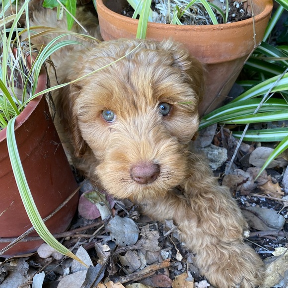 Meet your Posher, Lanee. 🌞

🐶🐾Sorry but My pup is NOT available 🤣She’s our kid - Picture 15 of 17
